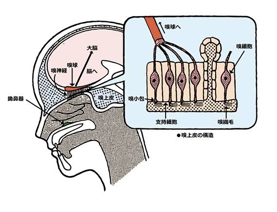 脳解説図1